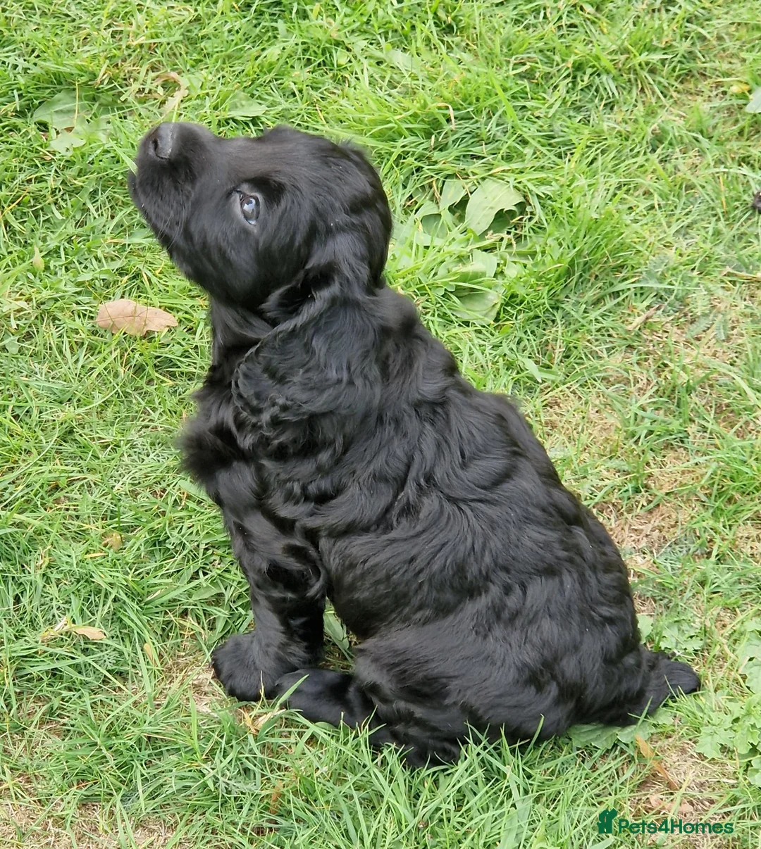 Cocker Spaniel dogs for sale: Working Cocker Spaniels - Advert 2