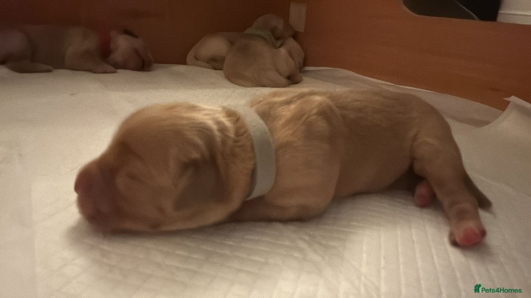 Golden Retriever dogs for sale: KC Registered Golden Retriever puppies - Image 4
