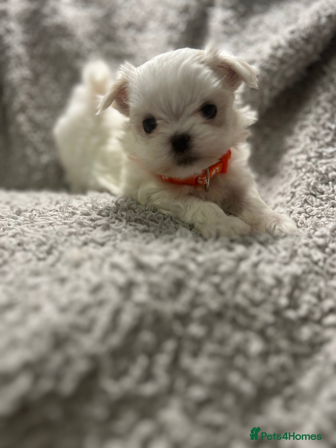 Maltese dogs for sale: Maltese puppies available  - Advert 6