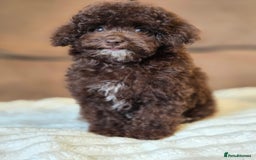 Toy Poodle dogs for sale: Gorgeous Tiny Toy Poodle Pups  - Image 22