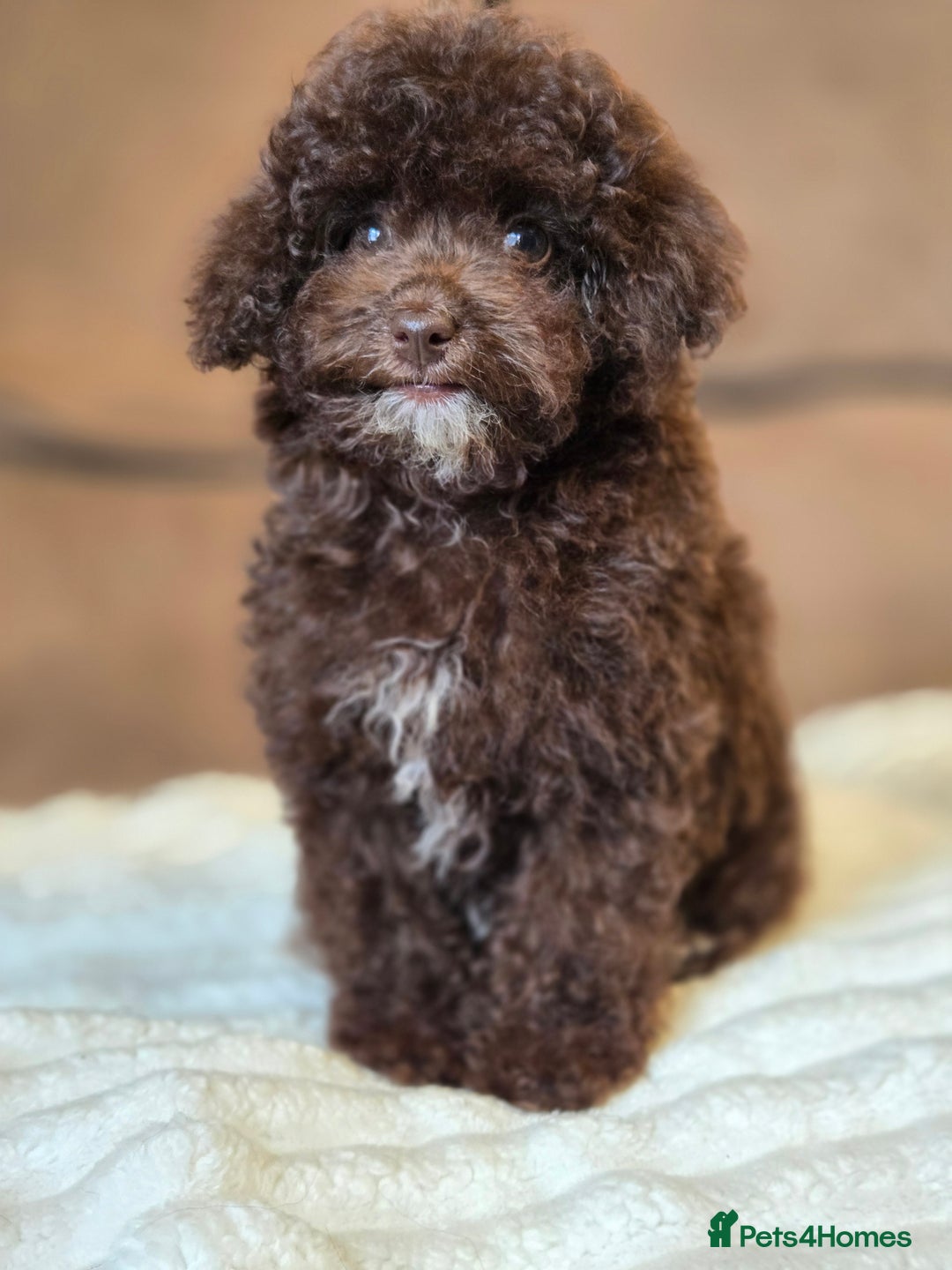 Toy Poodle dogs for sale: Gorgeous Tiny Toy Poodle Pups  - Image 22