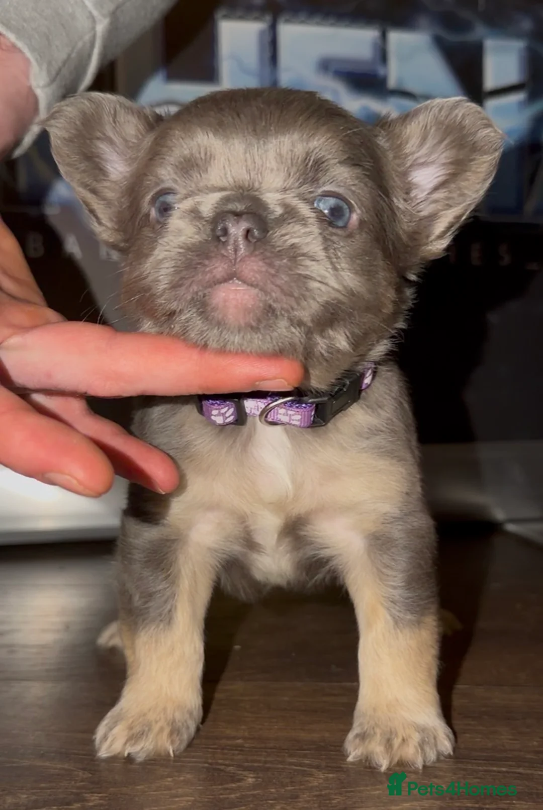 French Bulldog dogs for sale: Top quality fluffy Frenchbulldogs - Advert 21