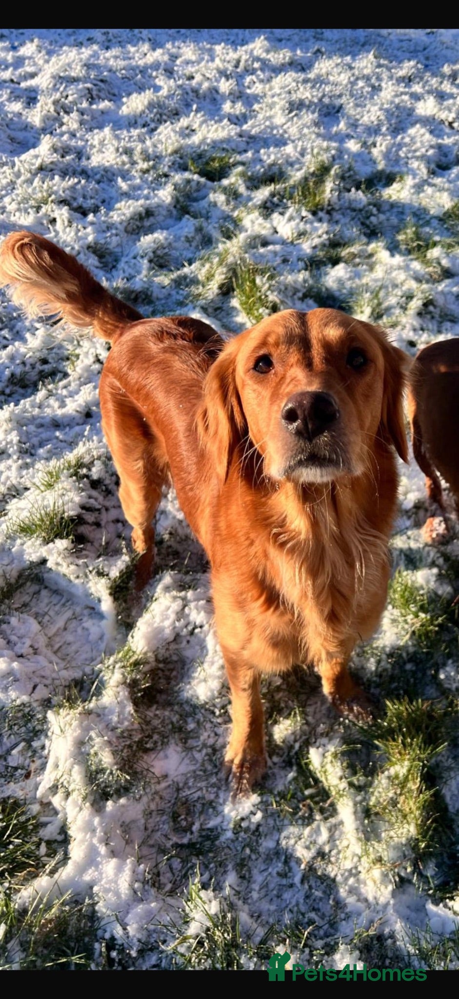Golden Retriever dogs Outstanding breadlines with extensive health tests - Advert 1