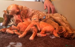 Cockapoo dogs for sale: F1B 5 STAR HEALTH CHECKED STUNNING COCKERPOOS  - Image 9