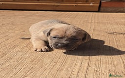 Cane Corso dogs for sale: Beautiful Italian Mastiff available - Image 4