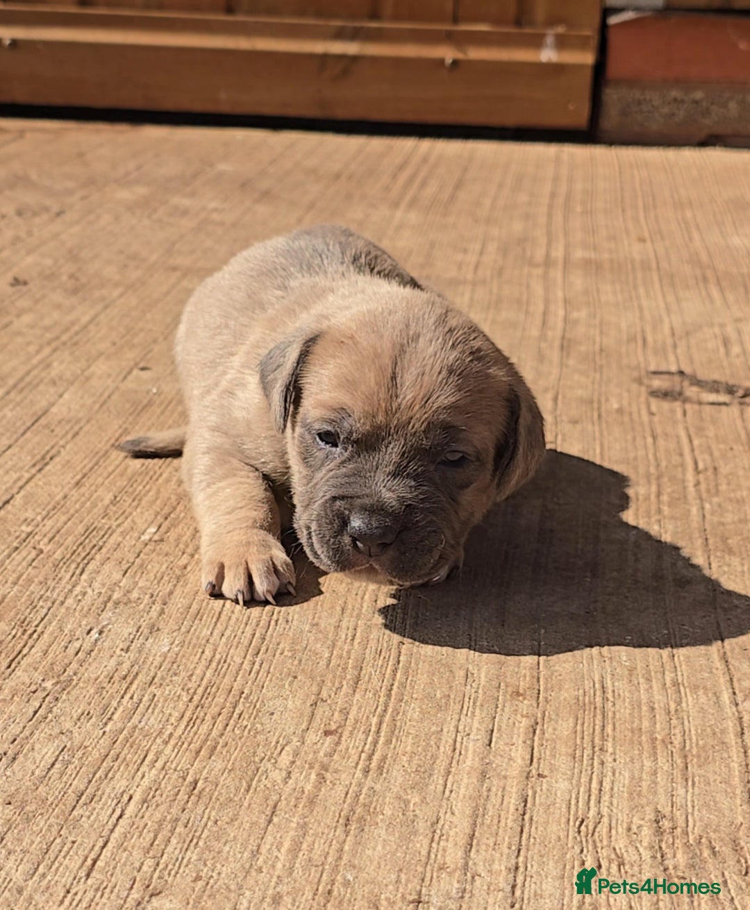 Cane Corso dogs for sale: Beautiful Italian Mastiff available - Image 4