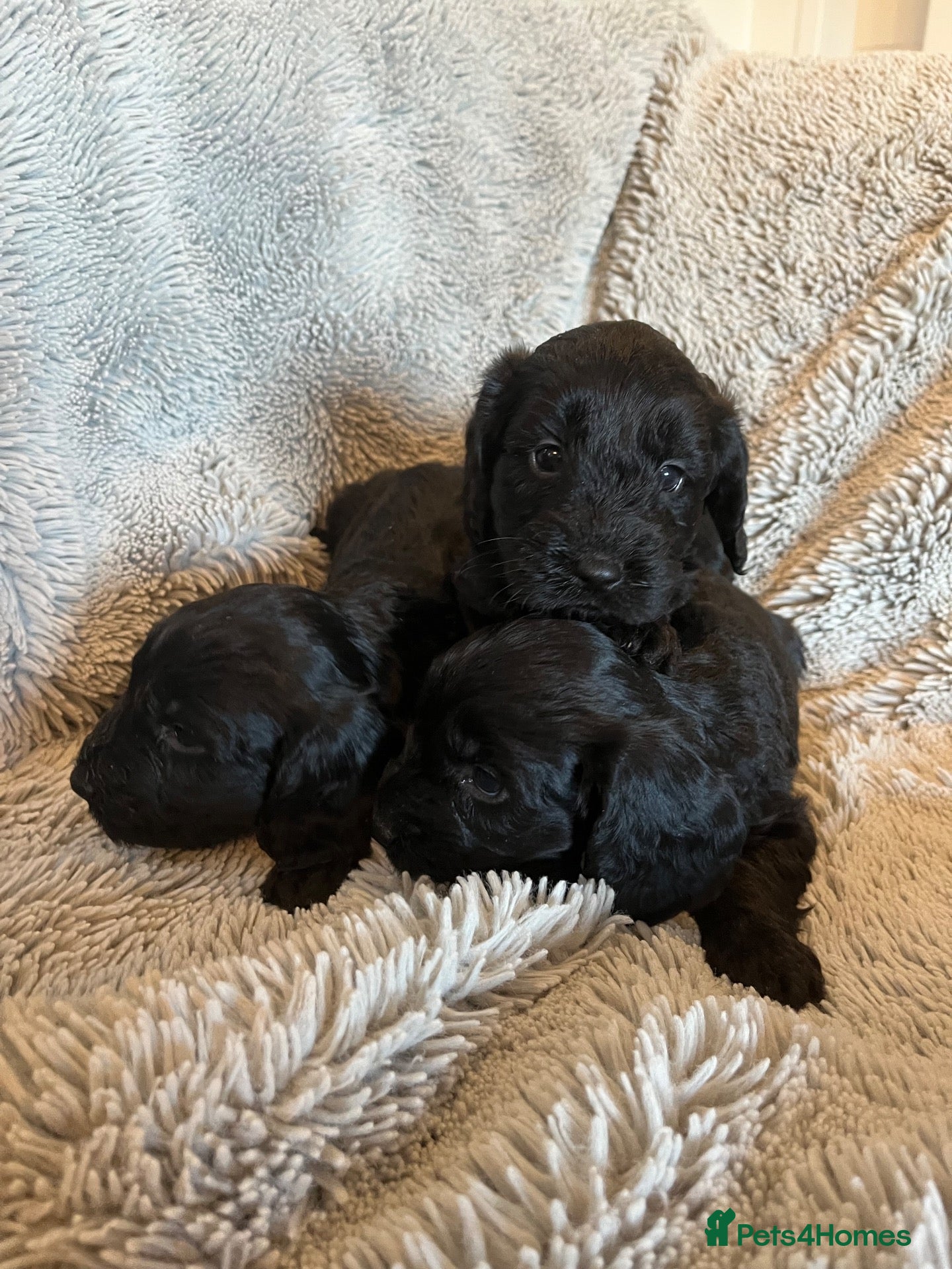 Cockapoo dogs 7 stunning F1 cockapoo puppies, black and browns  - Advert 1