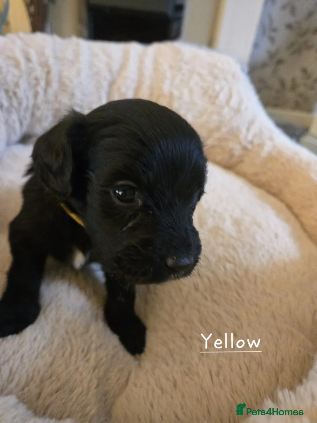 Mixed Breed dogs for sale: Golden Retriever X Cockapoo puppies - Advert 9