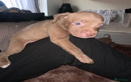 Mixed Breed dogs for sale: Mixed breed for cheap  - Image 25