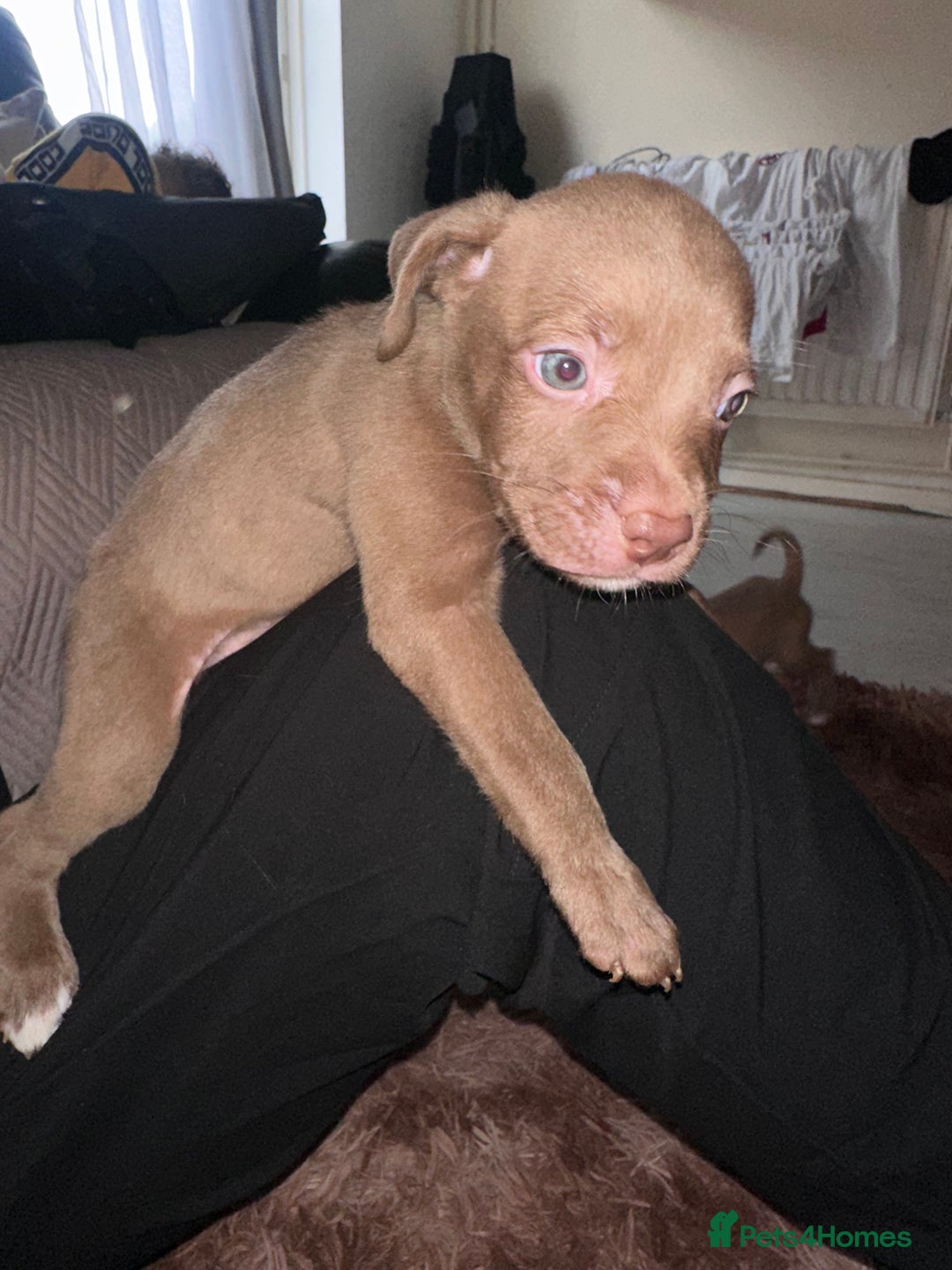Mixed Breed dogs for sale: Mixed breed for cheap  - Image 25