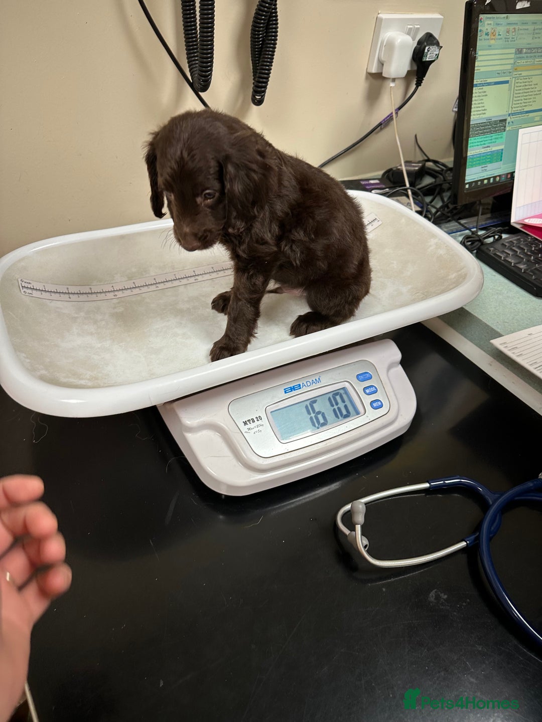 Cockapoo dogs for sale: Reduced F3 Cockapoo READY to leave 21st July  - Image 23