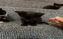 British Shorthair cats for sale: 4 beautiful kittens and mother up for adoption - Image 5