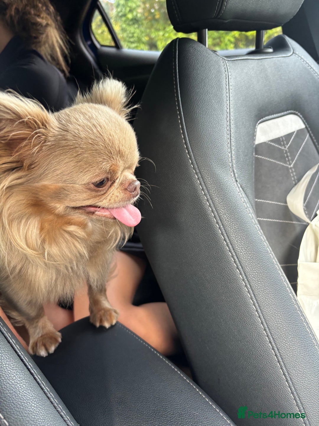 Chihuahua dogs for stud: Stunning Long haired chihuhua for stud - Advert 5