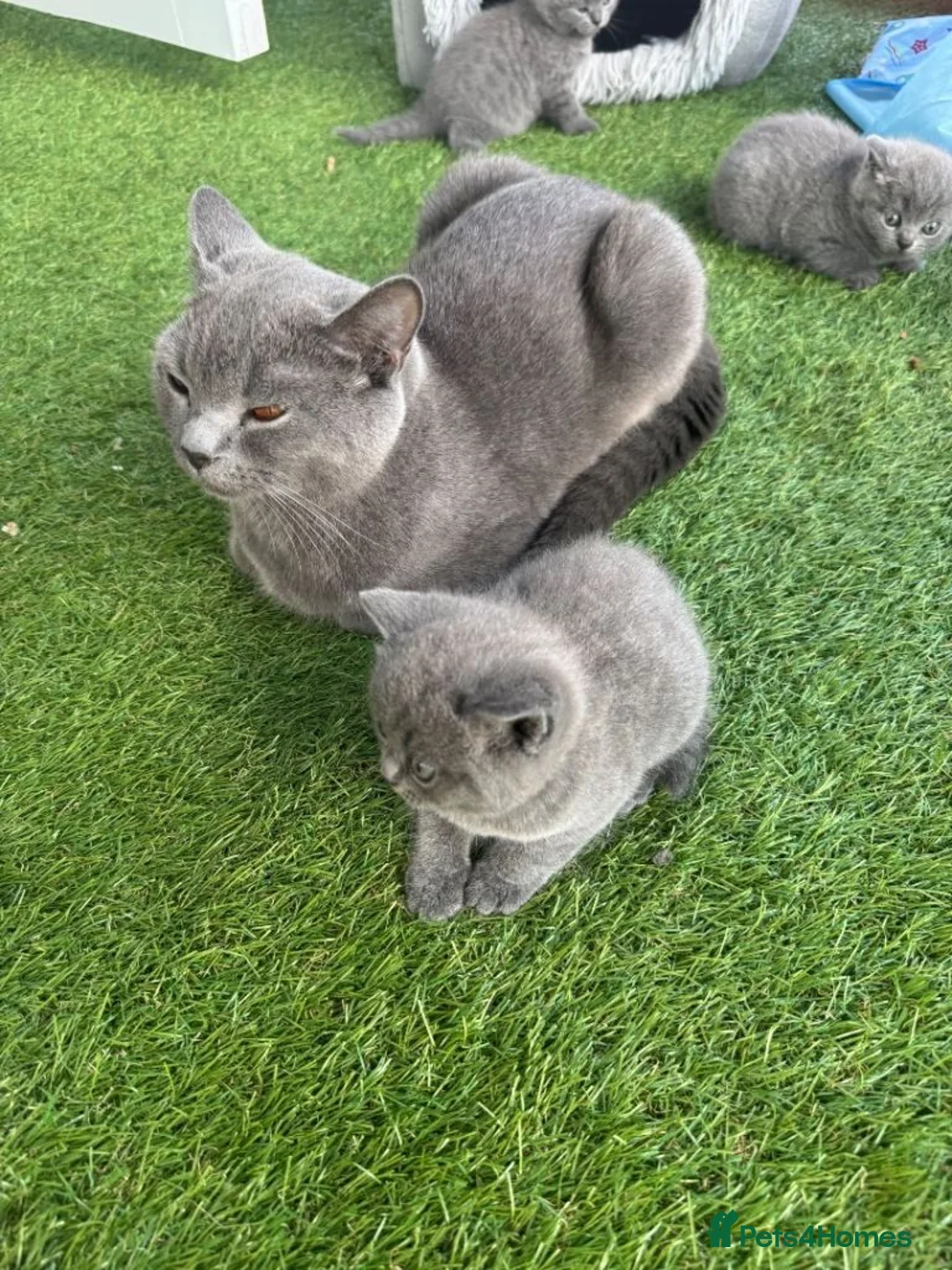 British Shorthair cats for sale:  two beautiful British Shorthair  in London - Advert 4