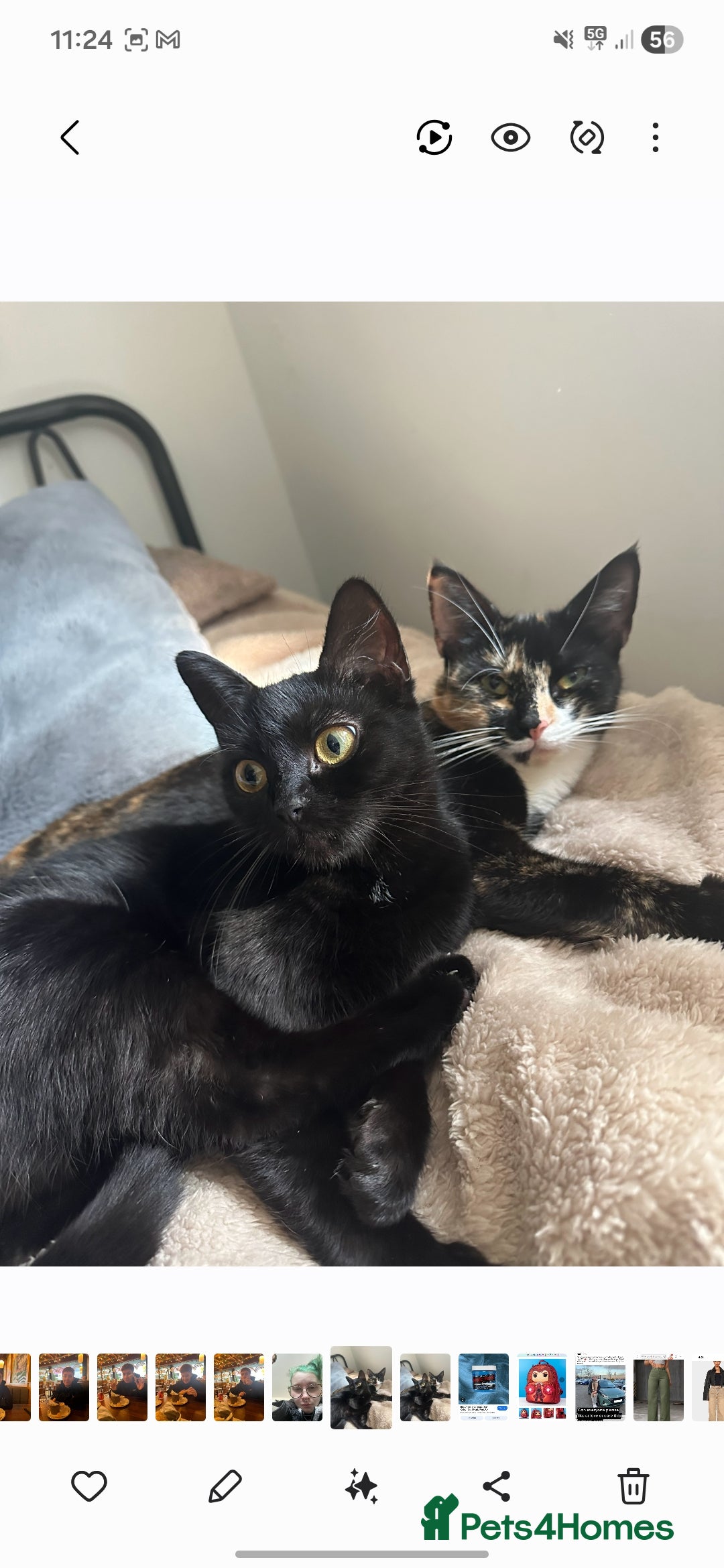 Domestic Shorthair cats Rehoming 3 loving cats - not looking for £50  - Advert 4