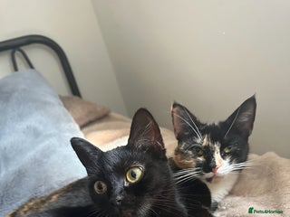 Domestic Shorthair cats Rehoming 3 loving cats - not looking for £50 - Advert 1