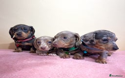 Miniature Dachshund dogs for sale: Miniature dachshund puppies  - Image 3