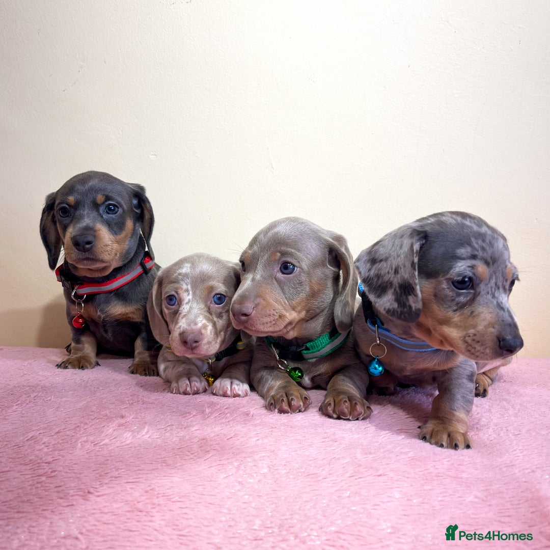 Miniature Dachshund dogs for sale: Miniature dachshund puppies  - Image 3