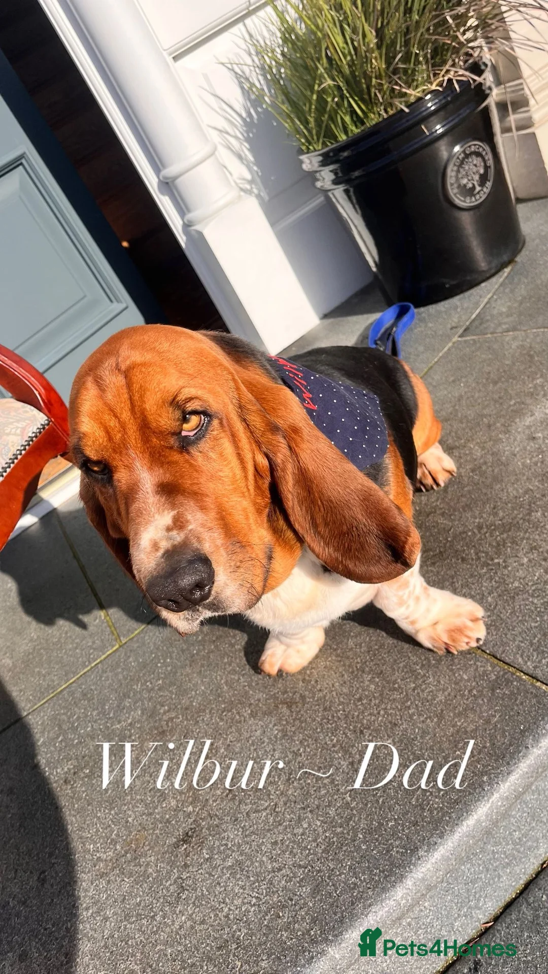 Basset Hound dogs for sale: Basset Hound Pups for sale in Ballymena - Advert 2