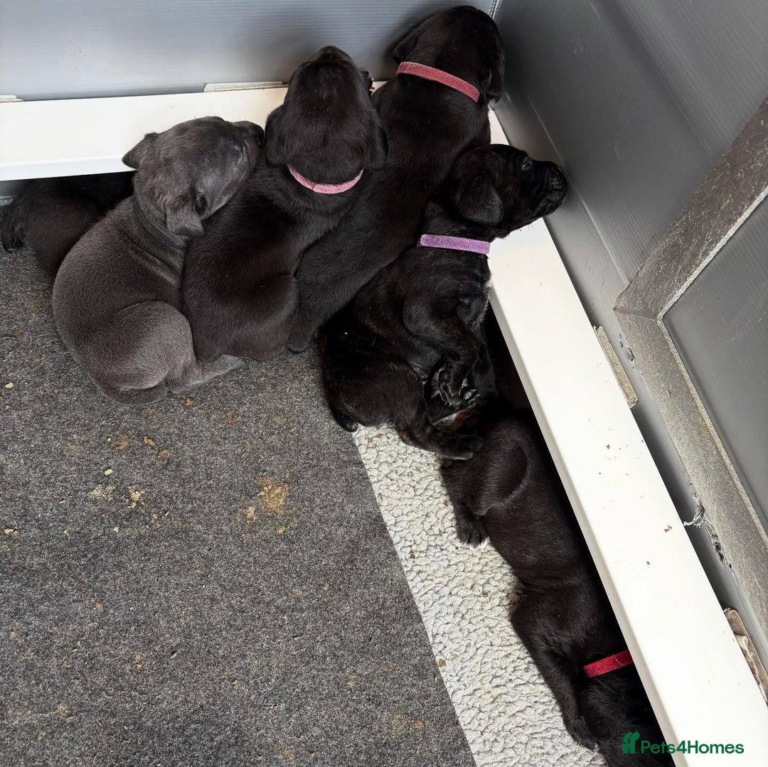 Cane Corso dogs for sale: Amazing Cane Corso puppies - Advert 13