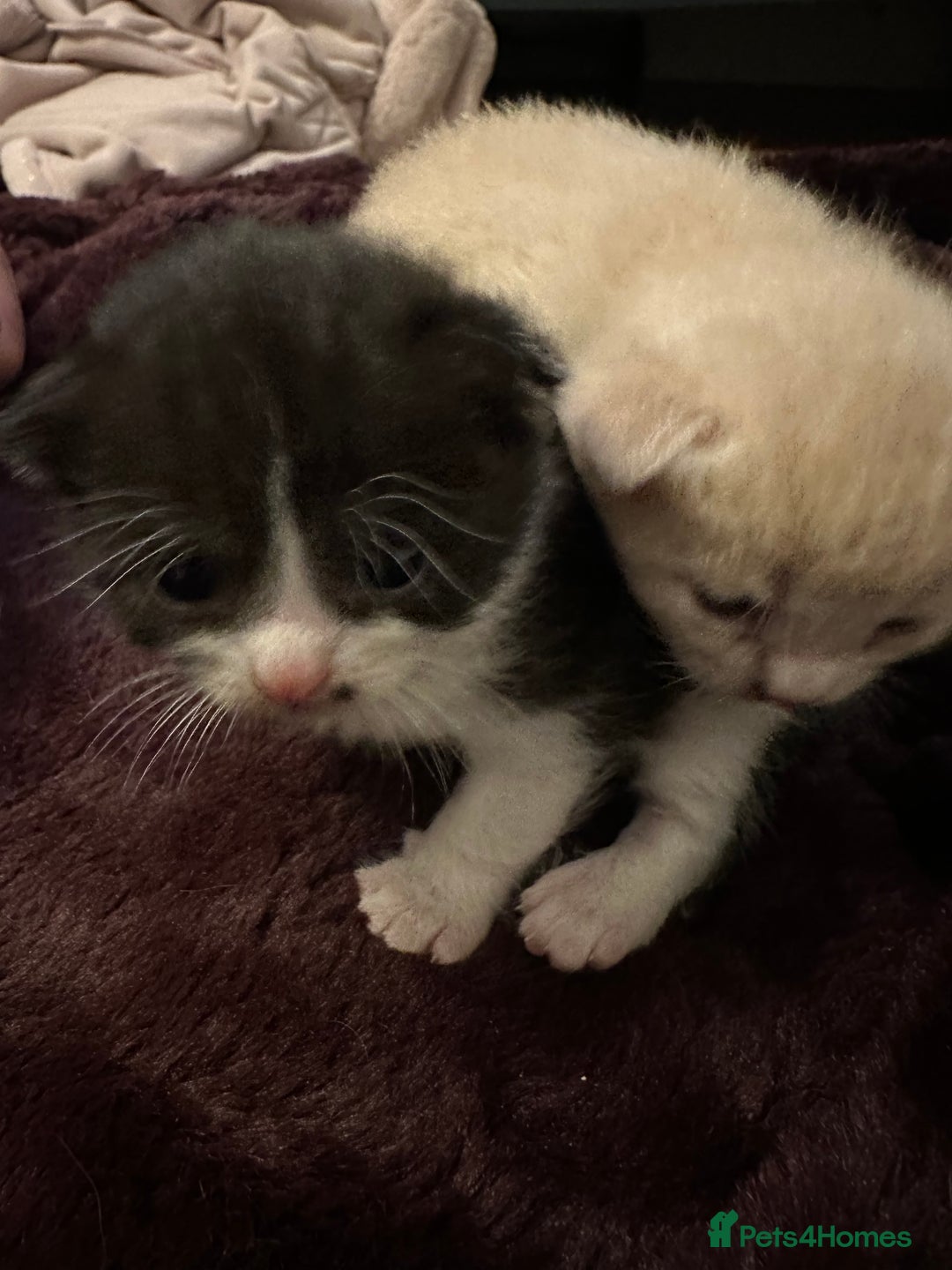 Mixed Breed cats for sale: British Shorthair x Ragdoll - mixed prices  - Image 8