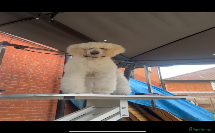 Standard Poodle dogs - Advert 1