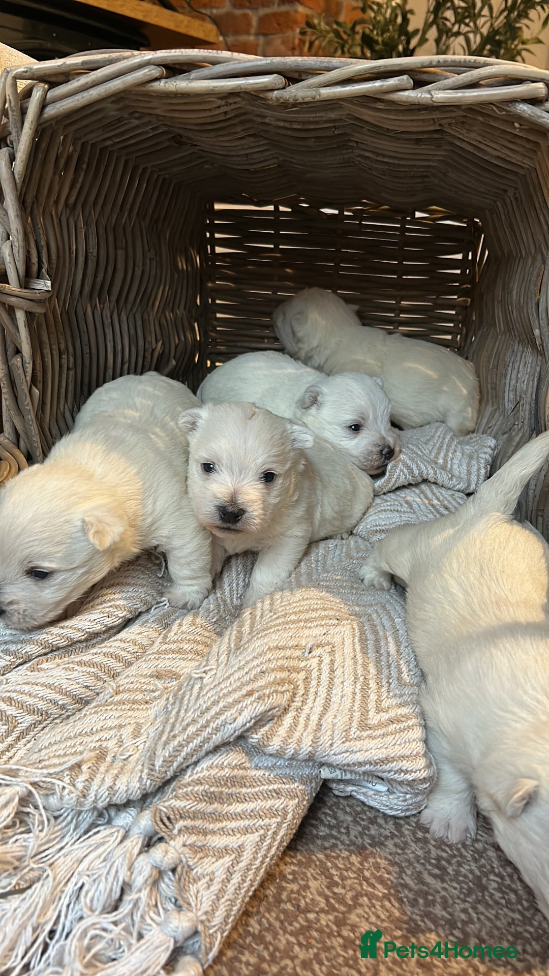 West Highland Terrier dogs for sale: BEAUTIFUL KC WESTIE PUPPIES - Advert 5