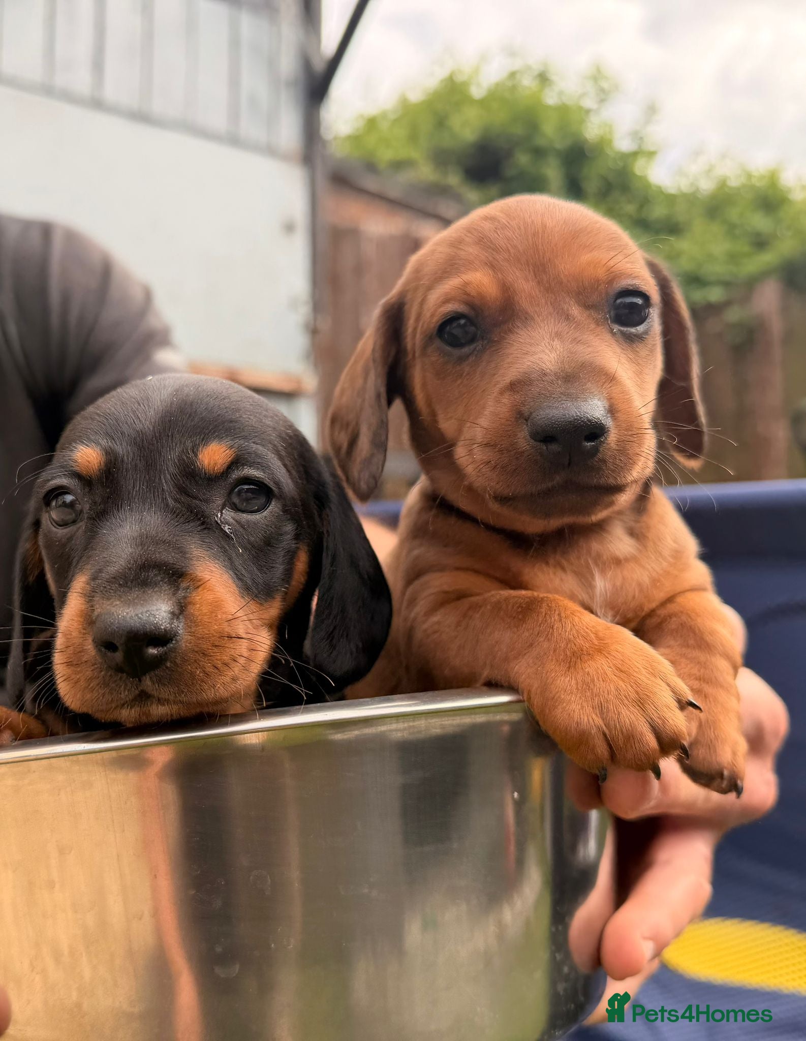 Miniature Dachshund dogs Minature Dachshund puppies for sale - Advert 15