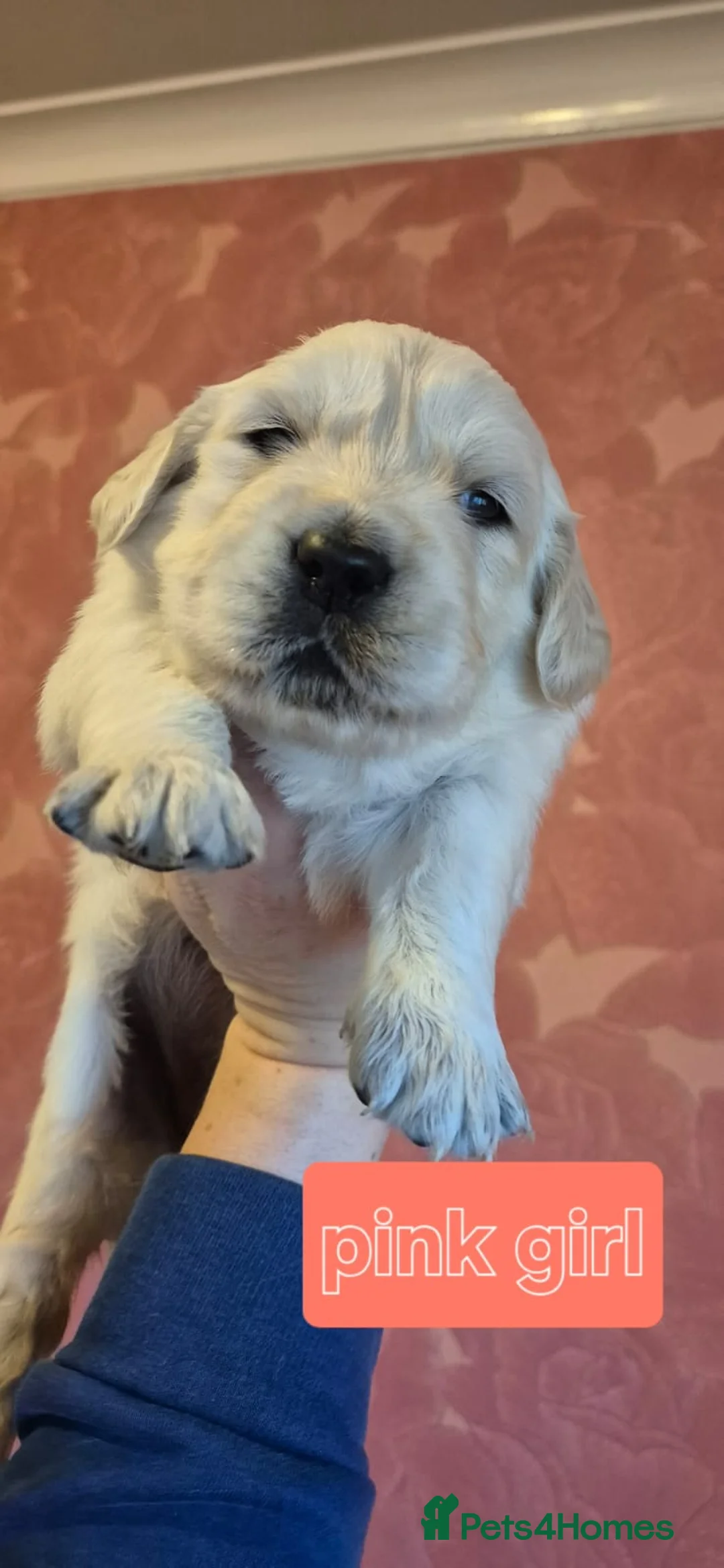 Golden Retriever dogs for sale: KC Registered Golden Retriever Glasgow  - Advert 13