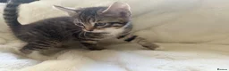 Mixed Breed cats for sale: 2 tabby female mixed kittens in Lincoln - Advert 6