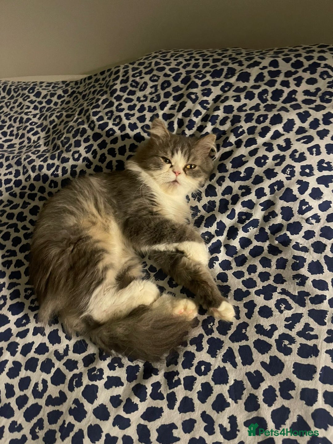 Mixed Breed cats for adoption: PENELOPE MIX PERSIAN CUTE SPAYED FULLY VACCINATED  - Advert 1