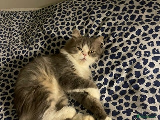 Mixed Breed cats PENELOPE MIX PERSIAN CUTE SPAYED FULLY VACCINATED - Advert 1