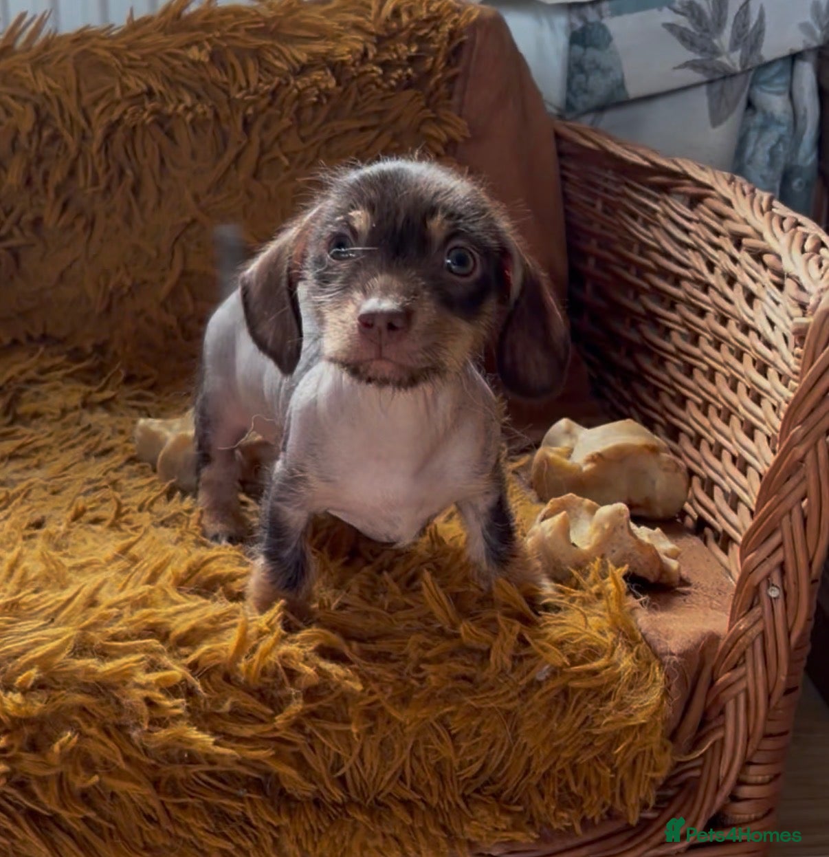 Mixed Breed dogs Chichi x mini wirehaired dachshund  - Advert 1