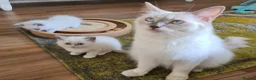 Ragdoll cats for sale: Gorgeous ragdoll kittens - Advert 19