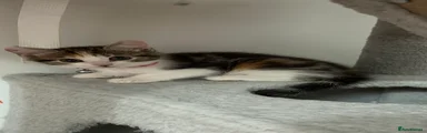 Kitten 7