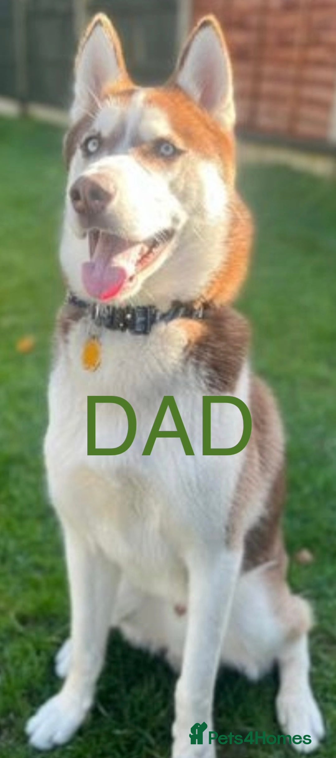 Siberian Husky dogs for sale: Siberian husky boys  - Advert 6