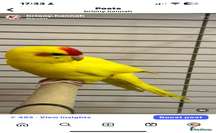 Parakeets birds - Advert 2