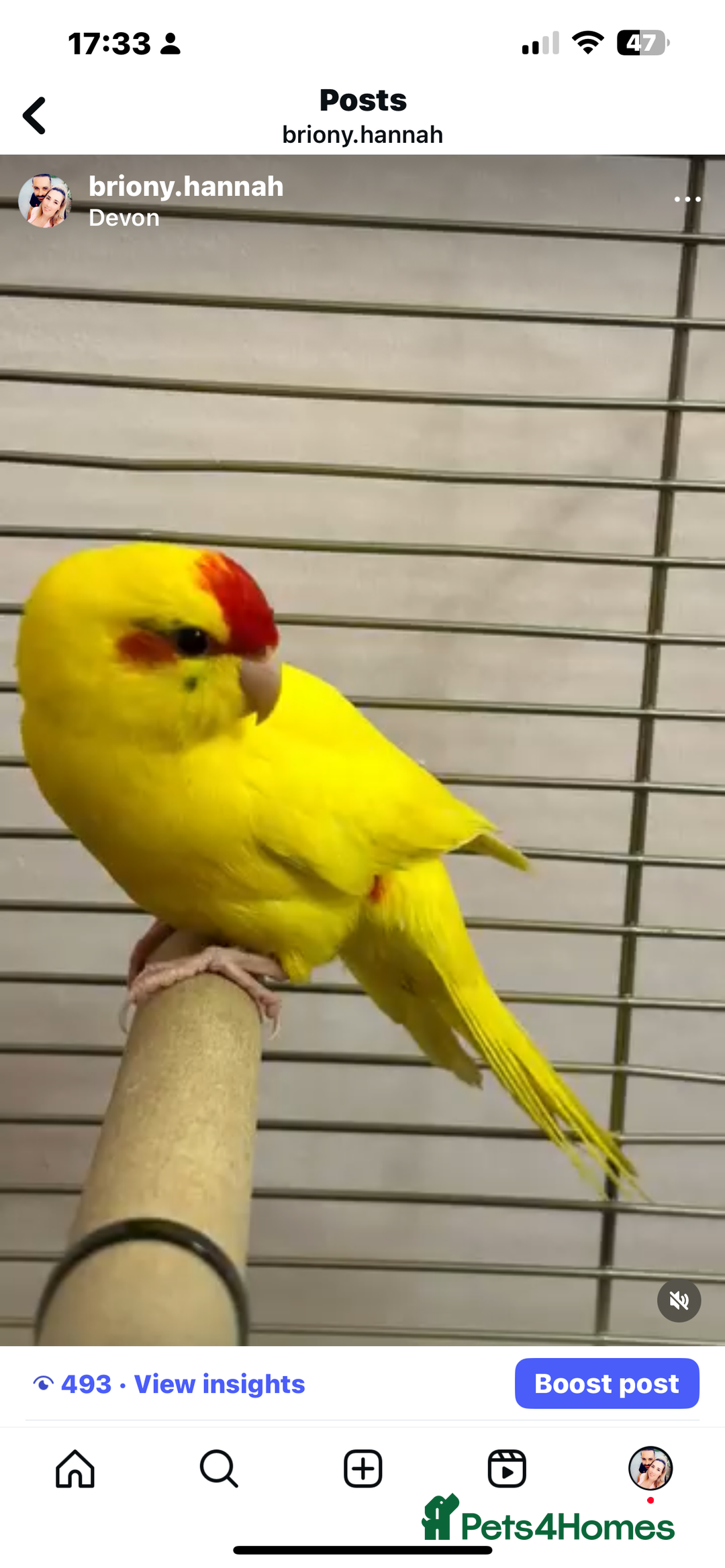 Parakeets birds for sale: 2 kakarikis  - Image 1