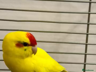 Parakeets birds - Advert 37