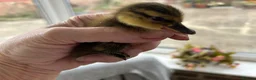 Ducks poultry for sale: 10 Mallard Baby Ducks for sale - Advert 1