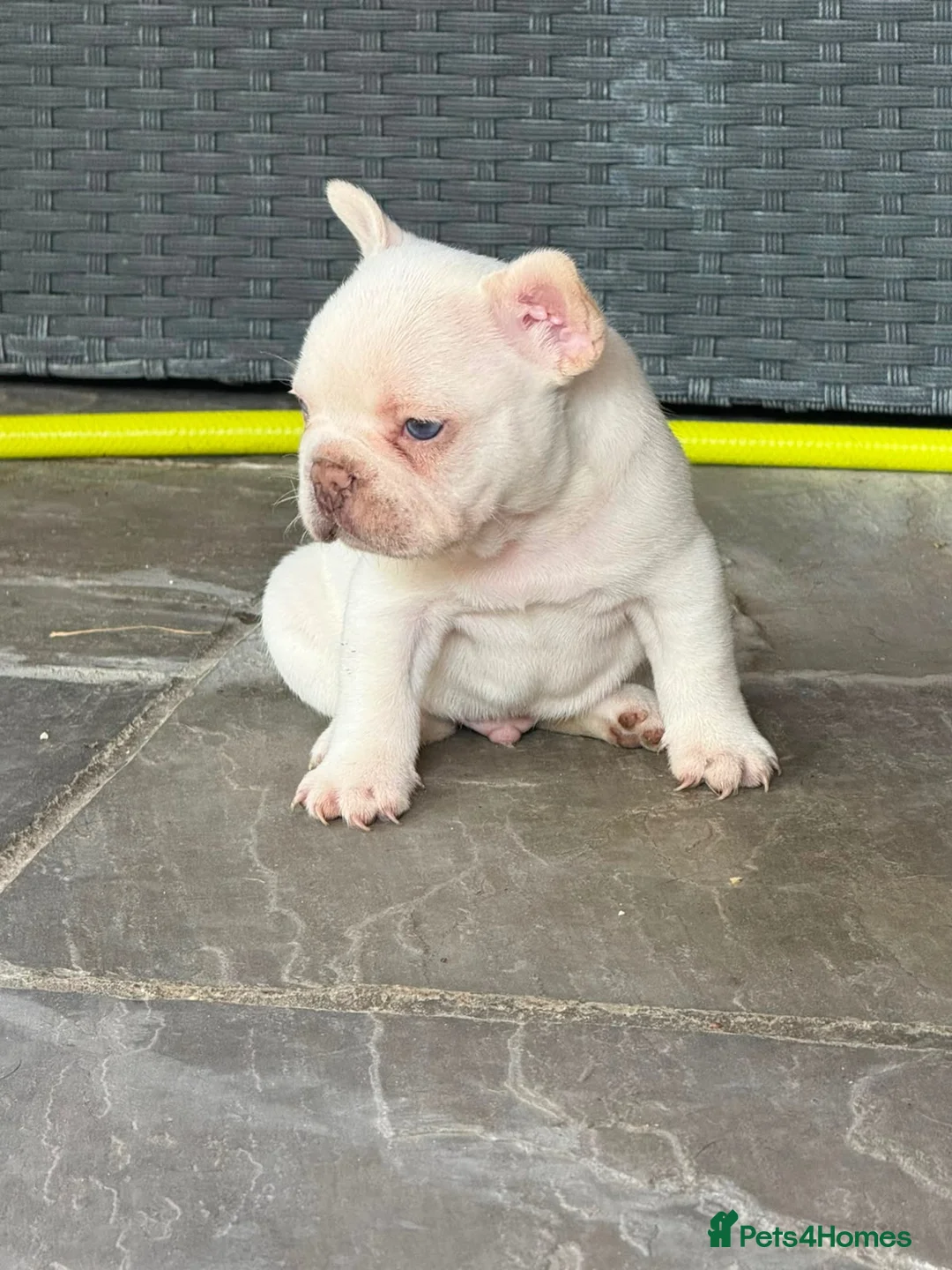 French Bulldog dogs for sale: Fluffy French bulldog puppies  - Advert 1
