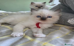 Ragdoll cats for sale: Fully Vaccinated Ragdolls ready 8th Nov - Image 8