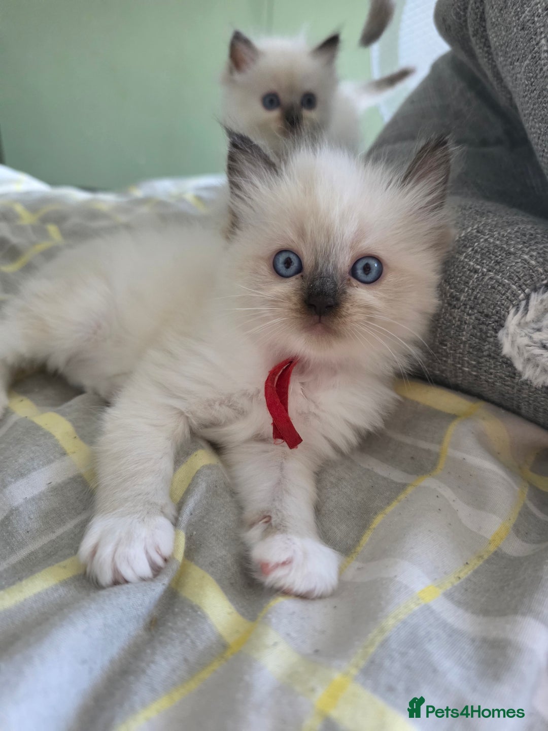 Ragdoll cats for sale: Fully Vaccinated Ragdolls ready 8th Nov - Image 8