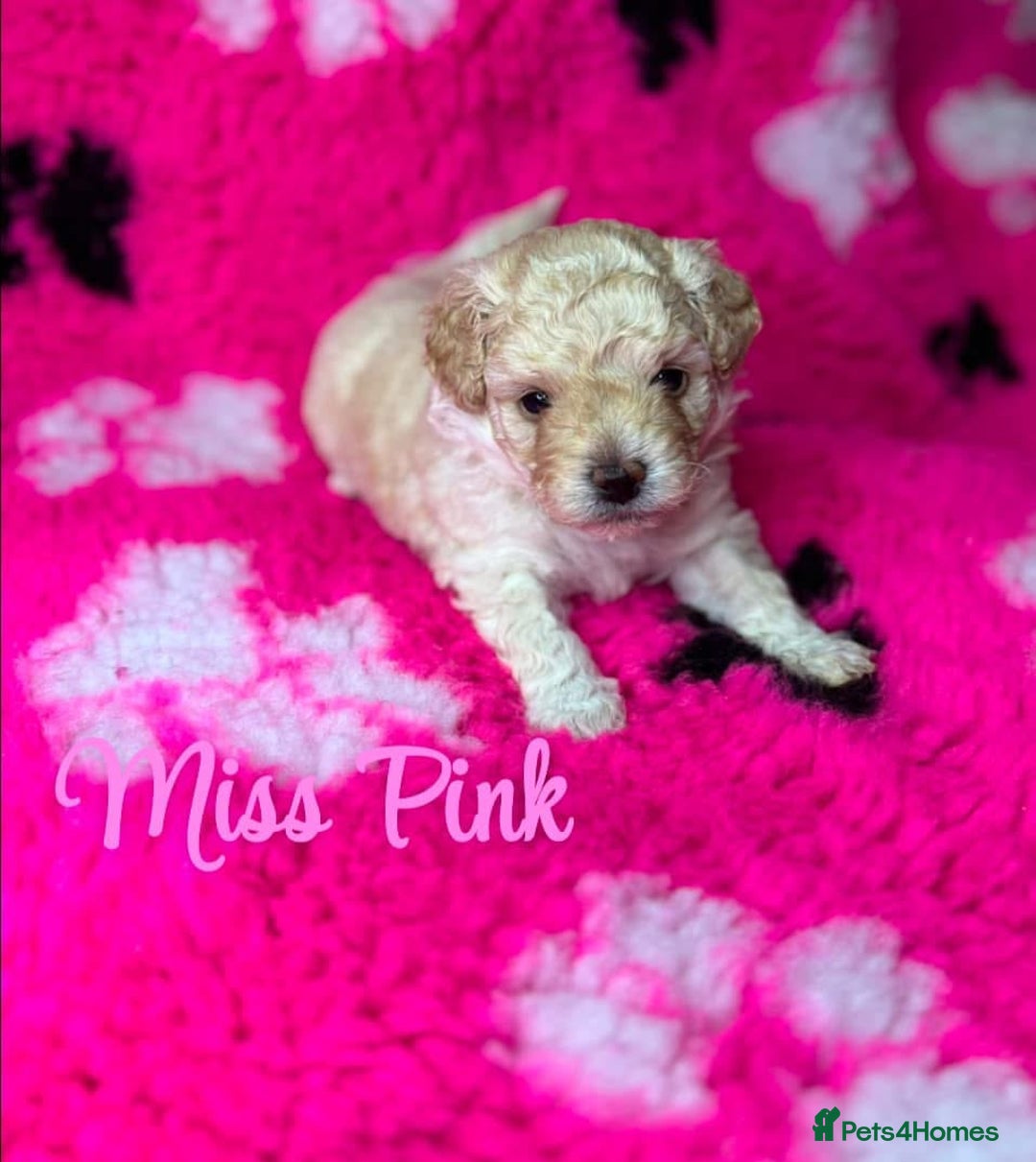 Toy Poodle dogs for stud: Toy Poodle KC - Stud and  fully health tested  - Advert 29