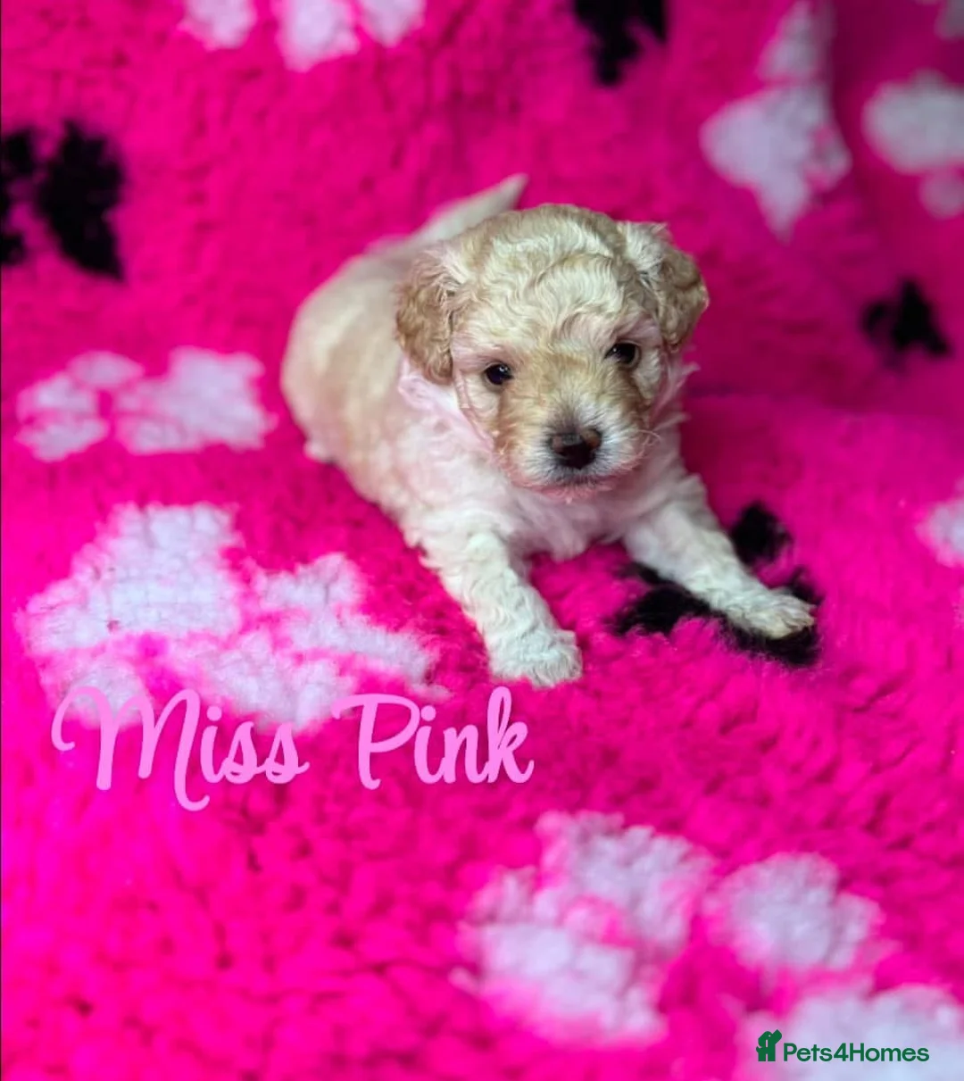 Toy Poodle dogs for stud: Charlie KC Toy poodle  extensively health tested  - Advert 28