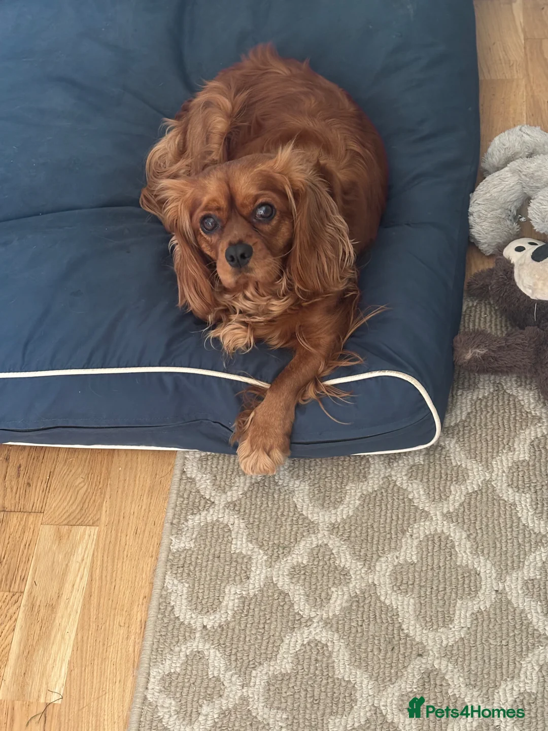 Cavalier King Charles Spaniel dogs for sale: King Charles cavalier  in London - Advert 2