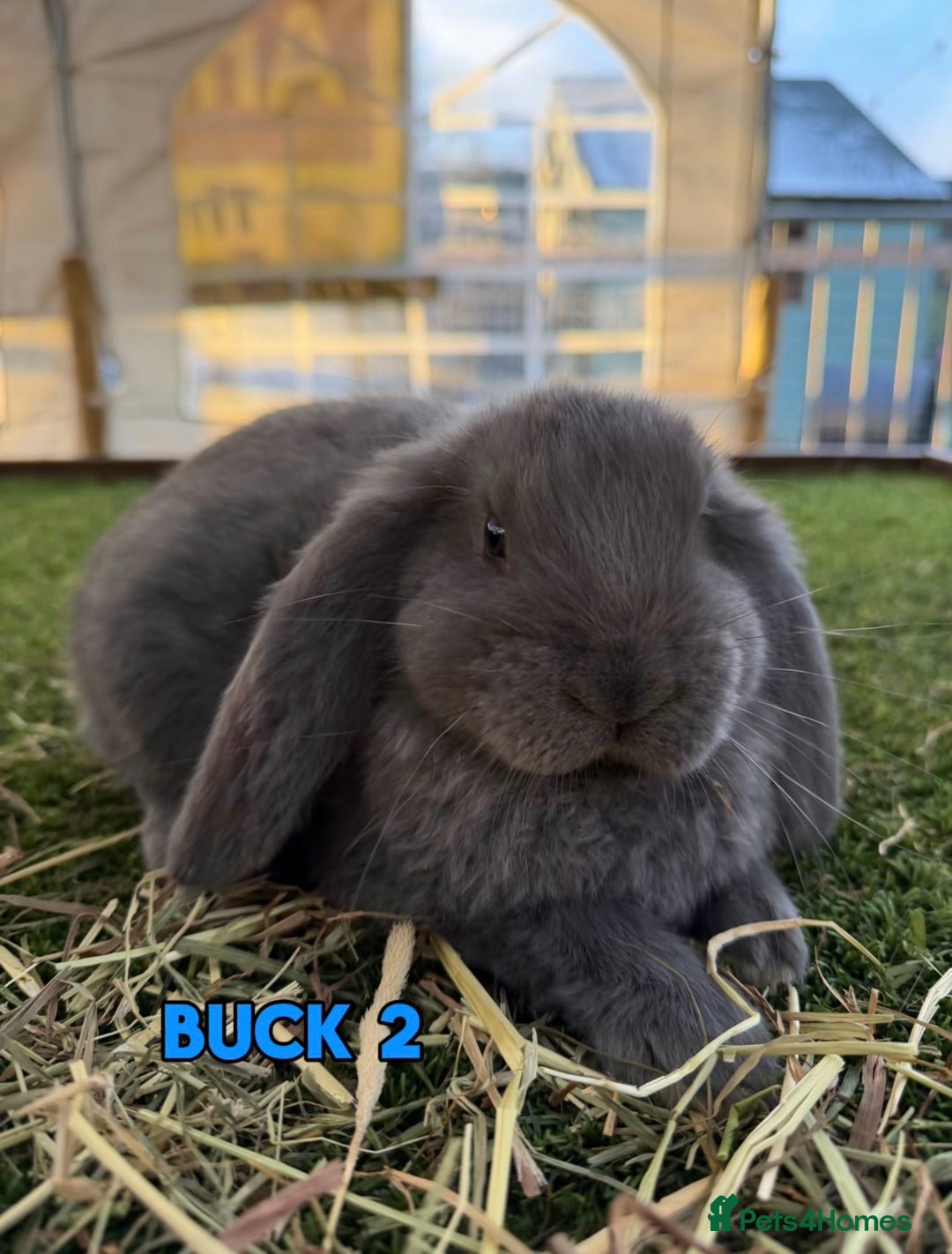 French Lop rabbits for sale: Handsome French Lop Bucks🐰💙 - Advert 2