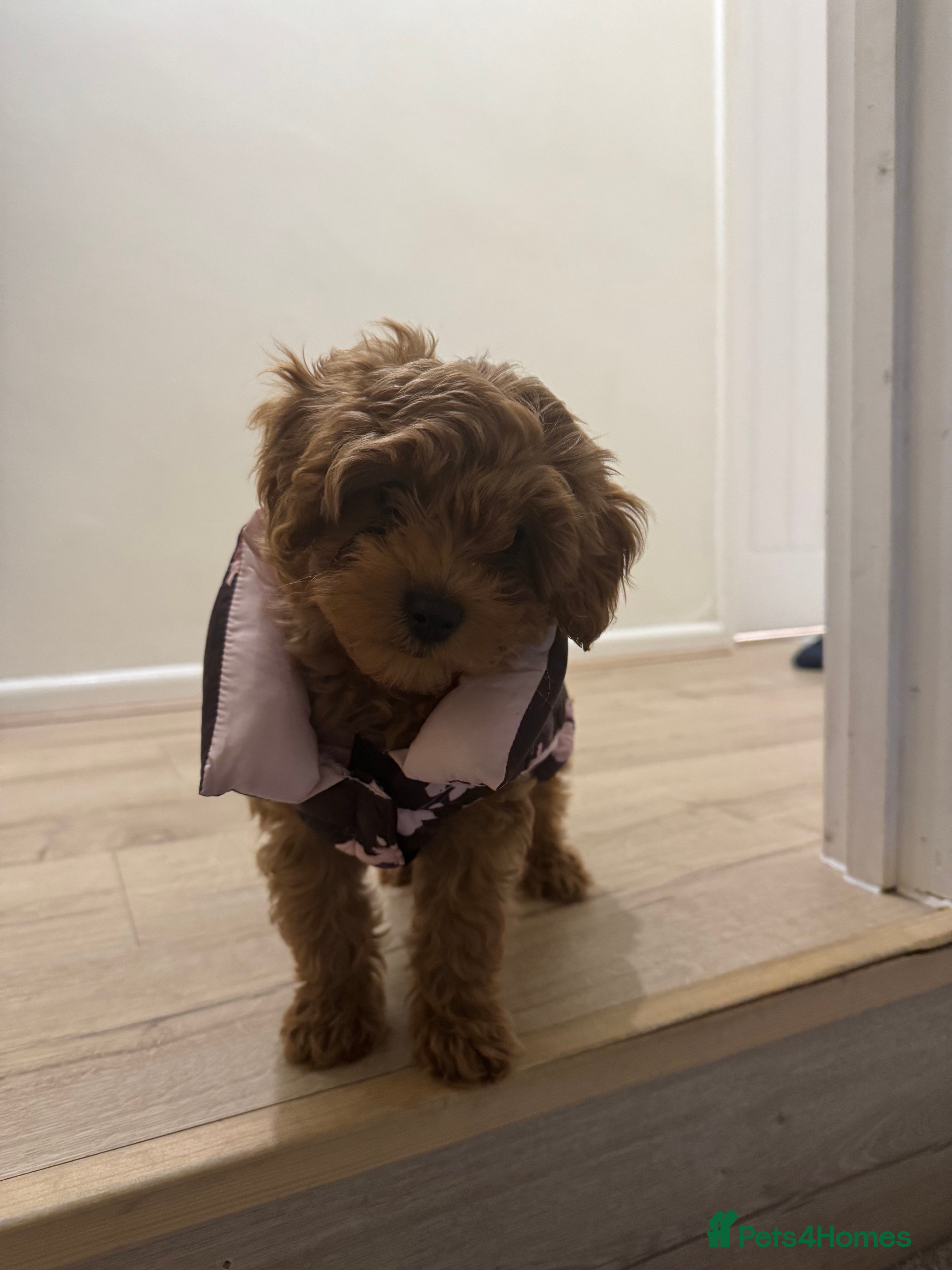 Cavapoo dogs REHOME  - Advert 2