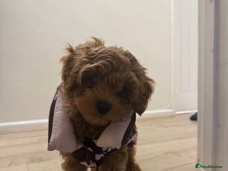 Cavapoo dogs REHOME - Advert 12