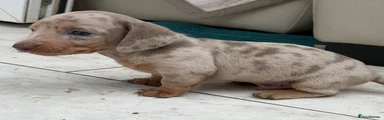 Dachshund 2